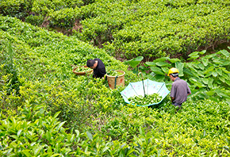 Tea Expedition to Fenghuang (Episode 2: Unexpected Encounter)