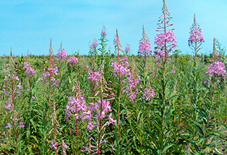 Pictures Sbiten, vzvara, Ivan tea and other drinks from the pre-tea era