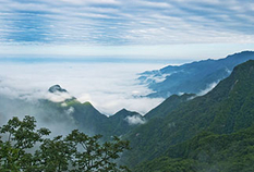 Feng Huang Dan Cong (凤凰单丛 - Fèng huáng dān cūn) Lonely Bushes of Phoenix Mountain