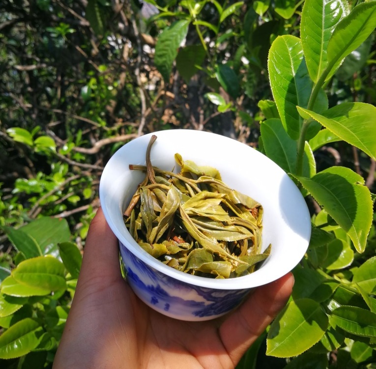 Study of the chemical composition of raw puerh from different mountainous regions of China|Articles about tea