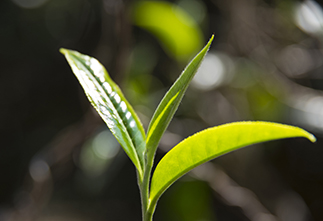 Image Origin and meaning of the word "Tea"