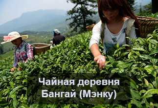 Photo Bangai Tea Village (Mengku)