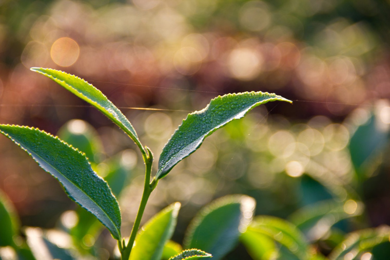 Antimicrobial and antifungal properties of tea|Articles about tea