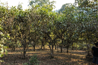 Pictures Tea Mountains of Hekai. Features of the tea business and Chinese hospitality.