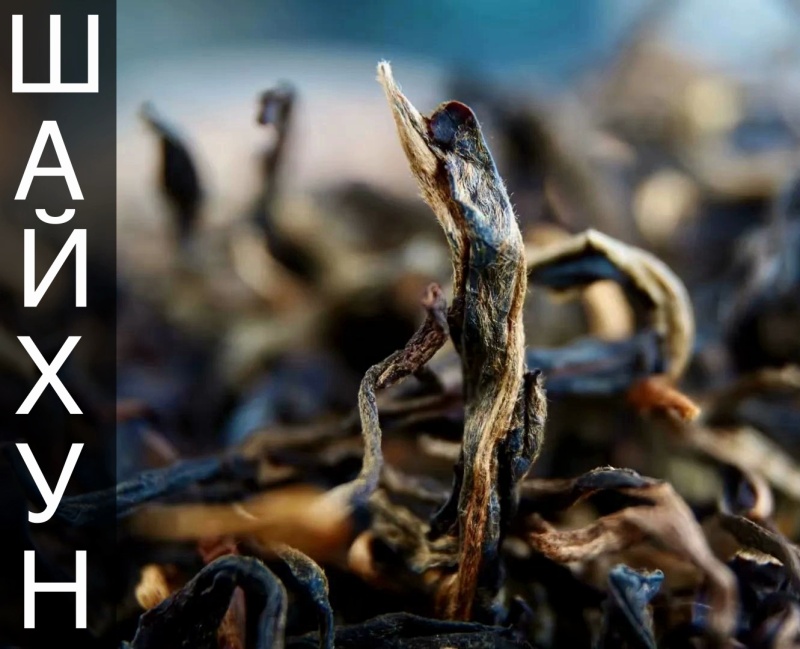 Everything you need to know about Shaikhun tea|Articles about tea