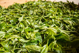 Pictures Sheng Puer from the Mountains 老班章 Lao Ban Zhang