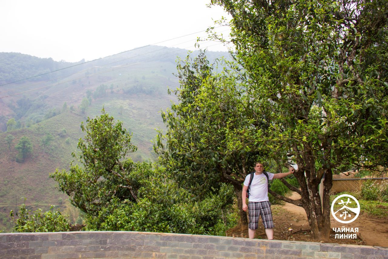 Old tea trees in the Bindao Mountains Старые чайные деревья в горах Биндао