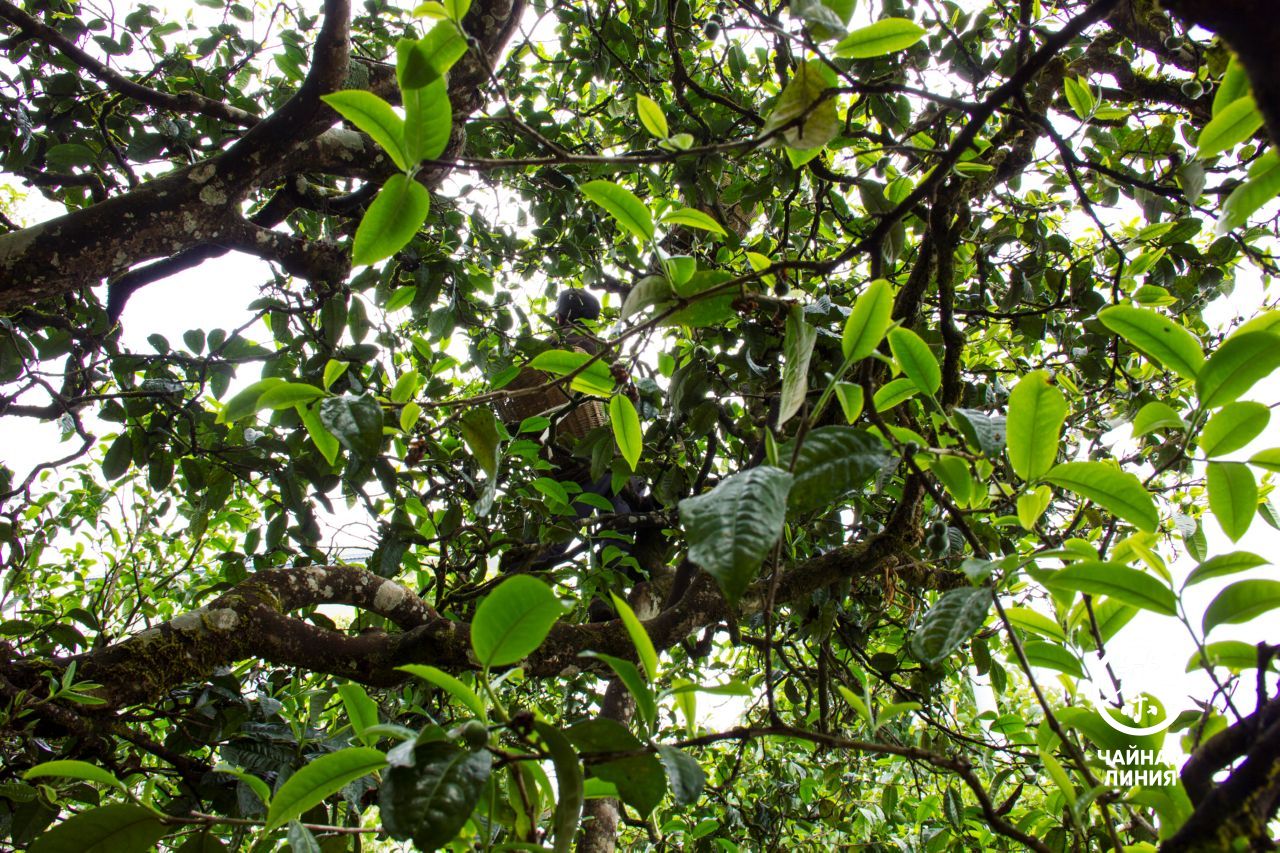 Collecting tea from old tea trees Сбор чая в горах Биндао