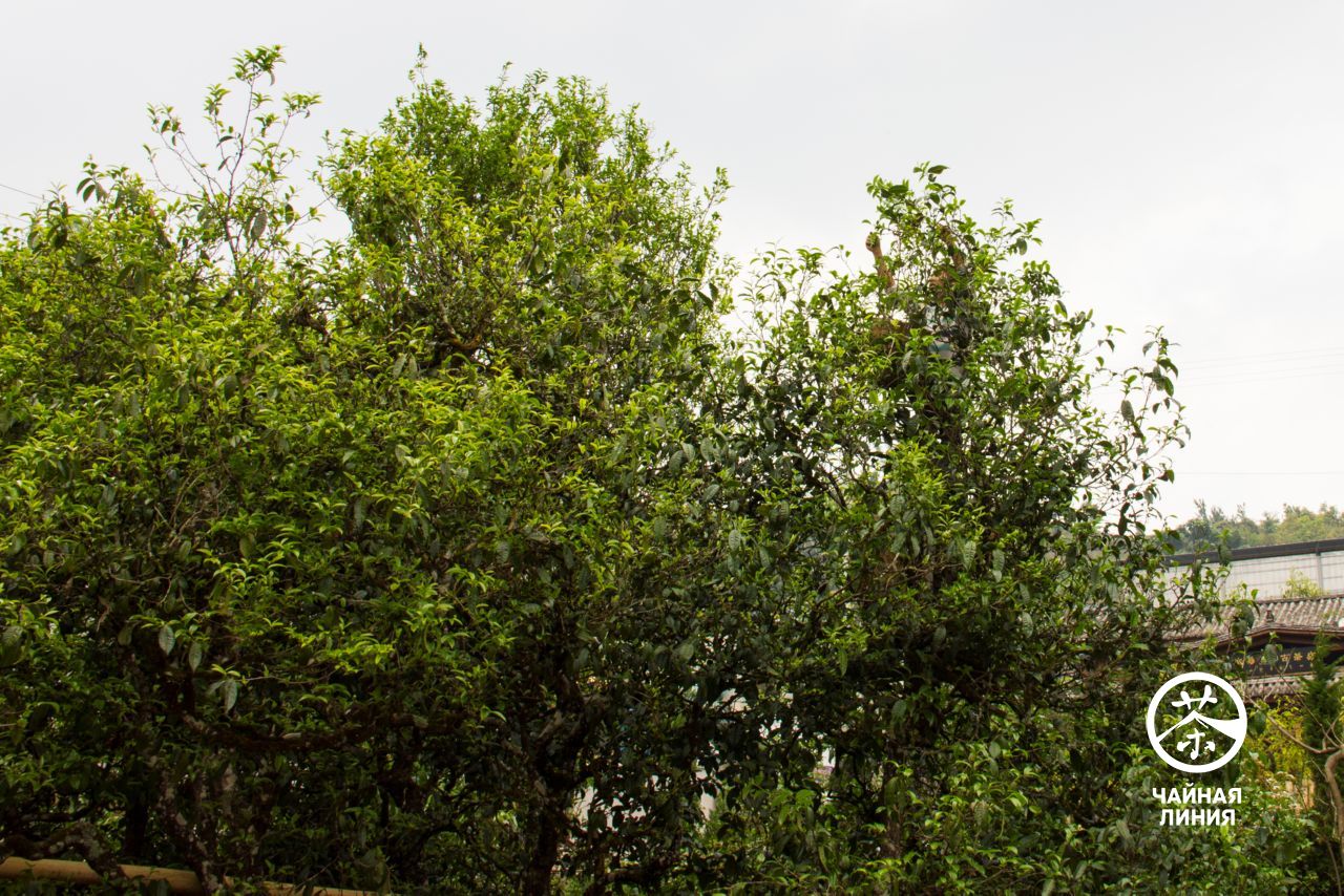 Collecting tea from old tea trees Сбор чая в горах Биндао