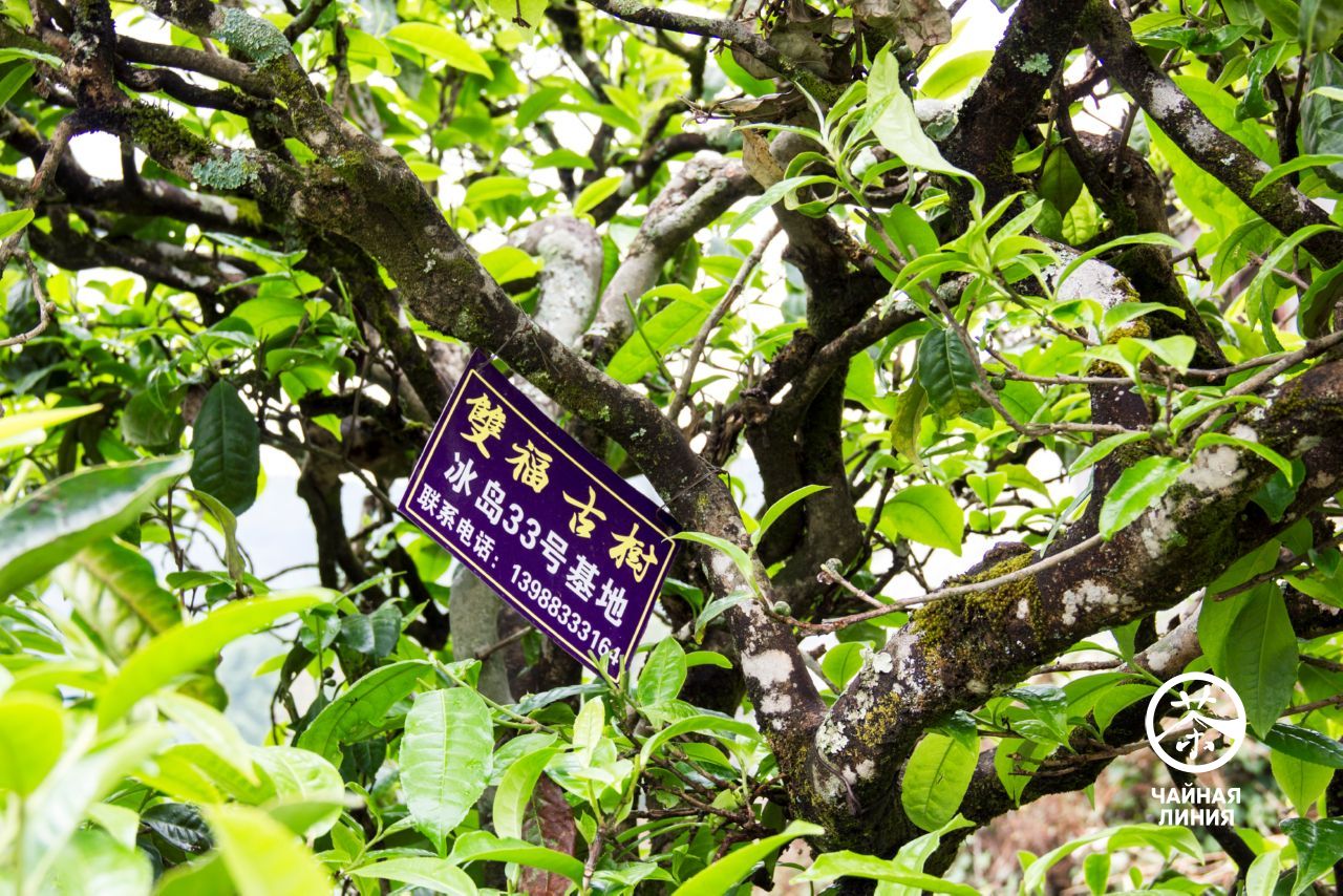 Tea tree information sign Старое чайное дерево