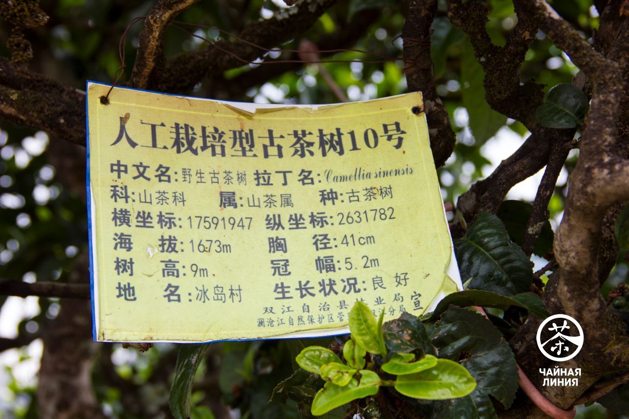Tea tree information sign Старое чайное дерево