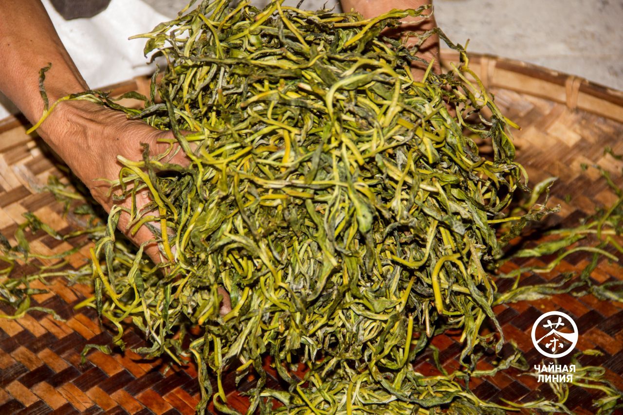 The process of hand rolling tea leaves Ручное производство шэн пуэра