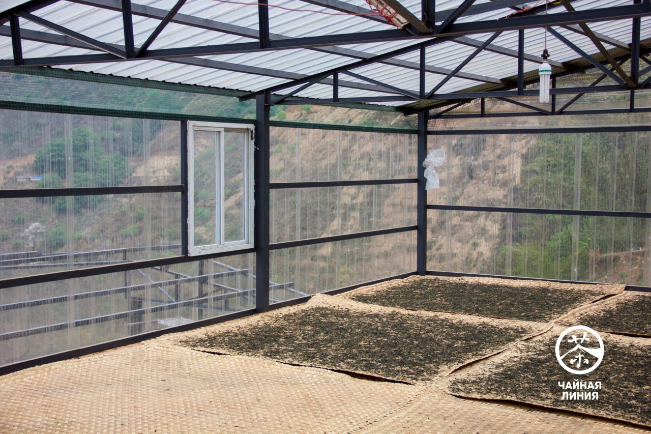 Final drying of sheng puer Ручное производство шэн пуэра