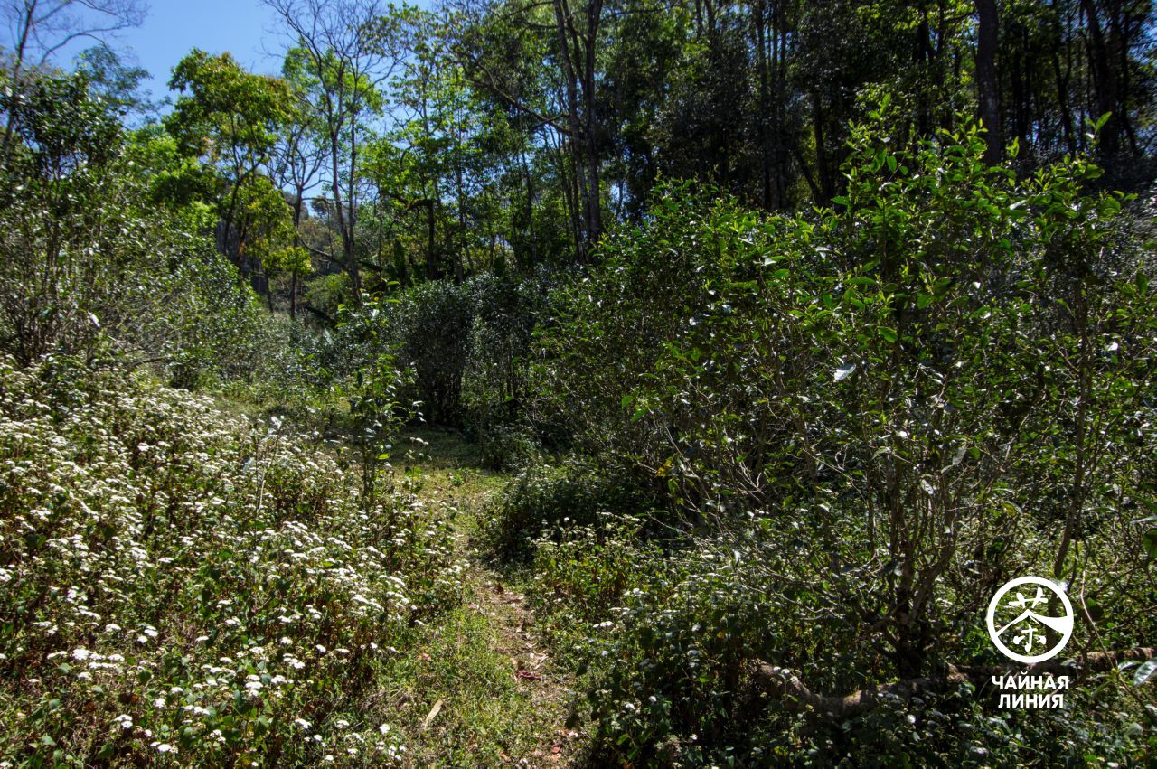 Puer trees in the Yiwu Mountains Пуэр с гор Иу