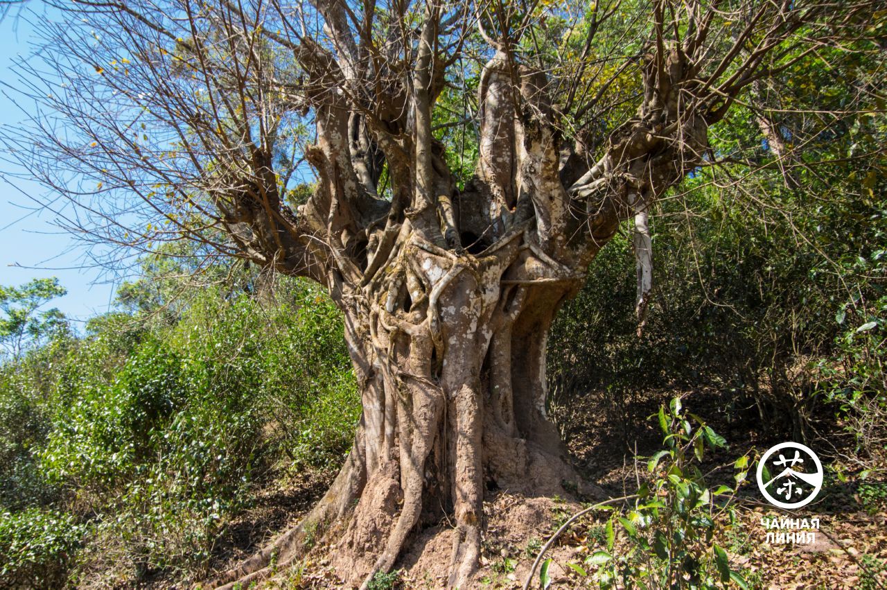 Ancient tree in Yiwu Mountains Древнее дерево в горах Иу