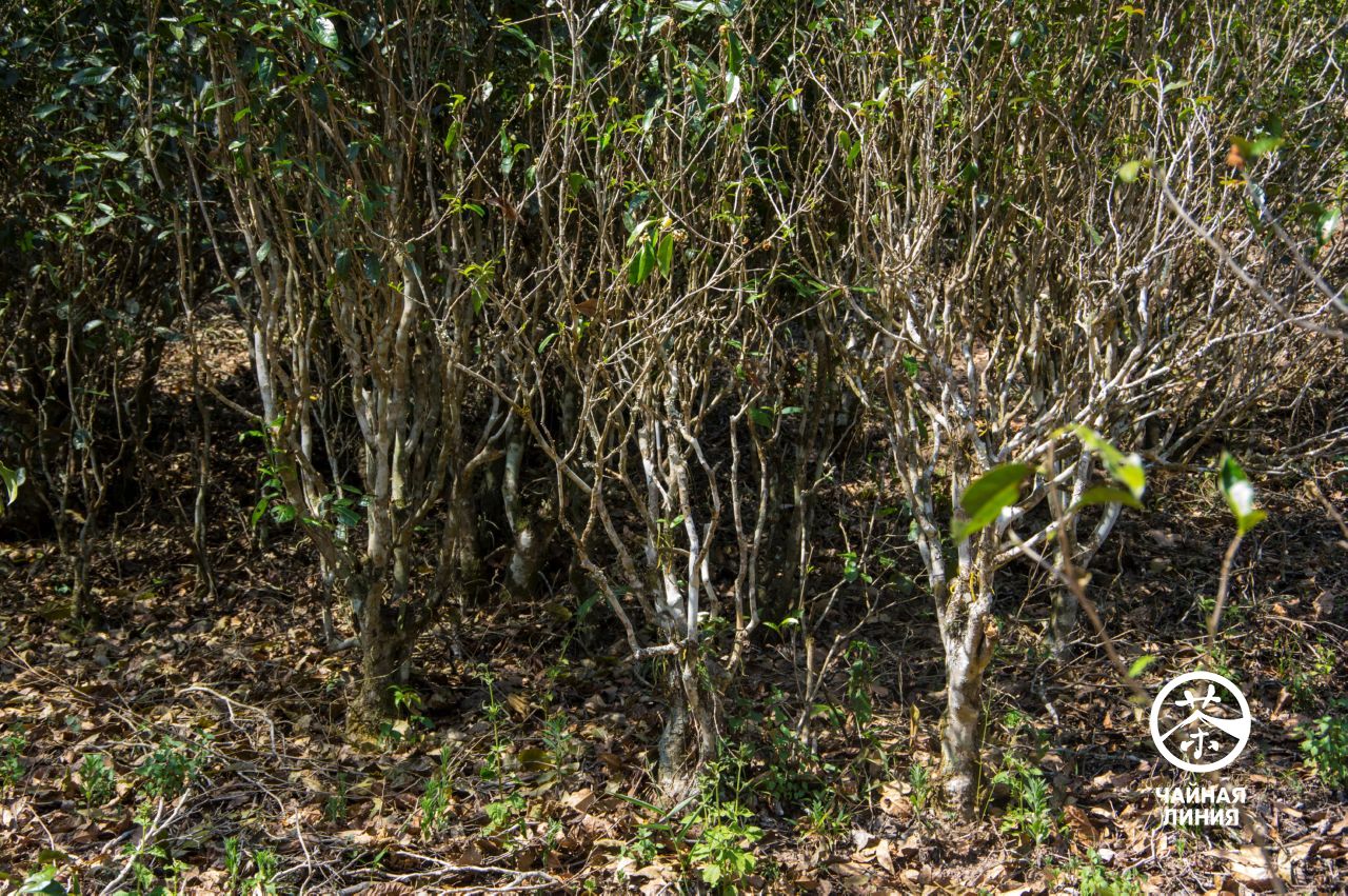 Old Puer Trees in Yiwu Mountains Старые пуэрные деревья в горах Иу
