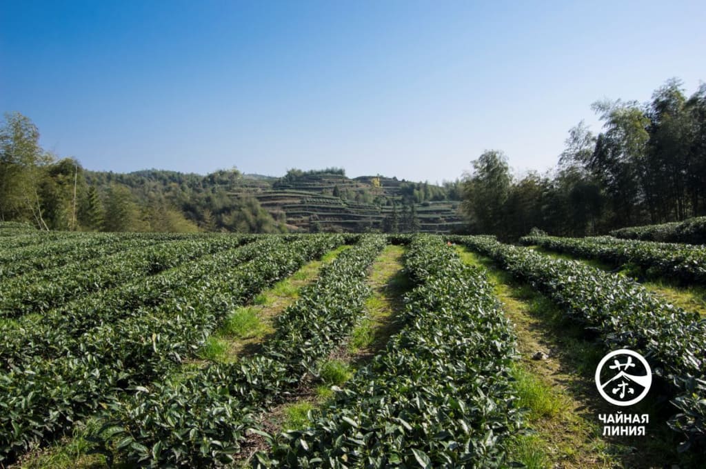 Белый чай Бай Ча