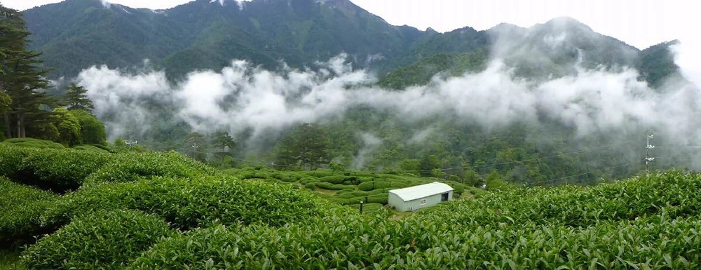 Taiwanese Gaba Oolong Тайваньский габа улун