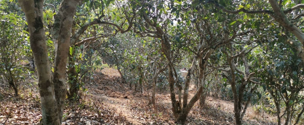 Tea trees Дун Дин улун