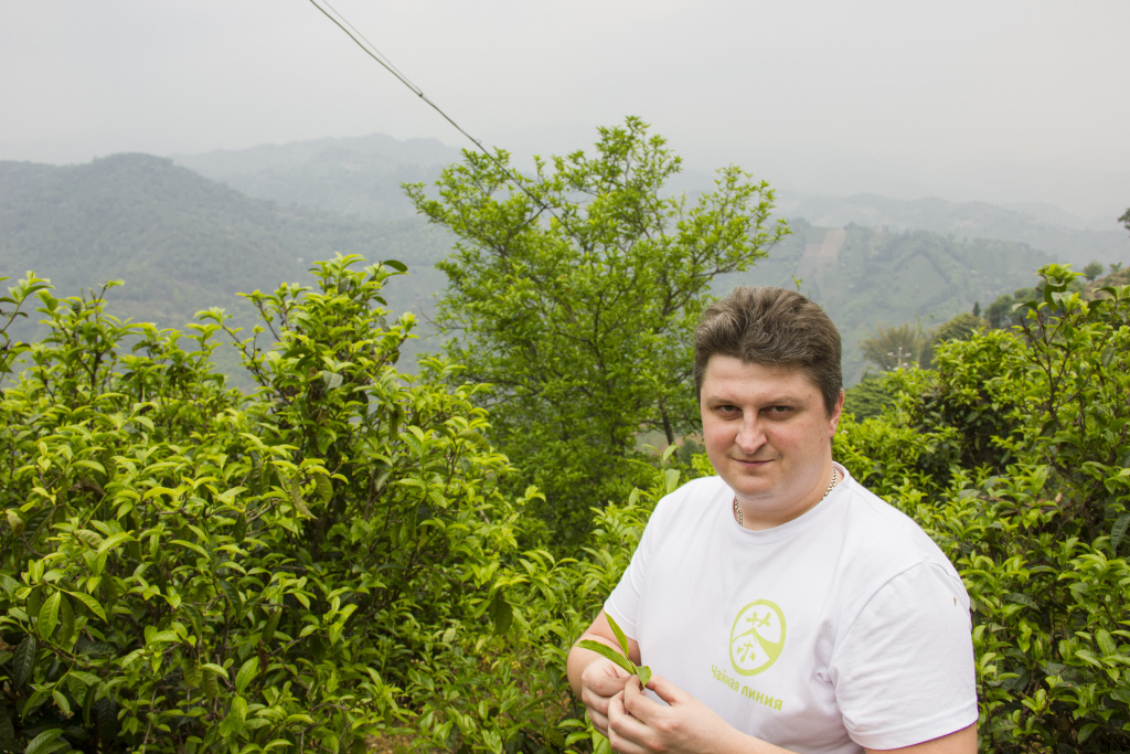 Puer from trees Пуэр с деревьев