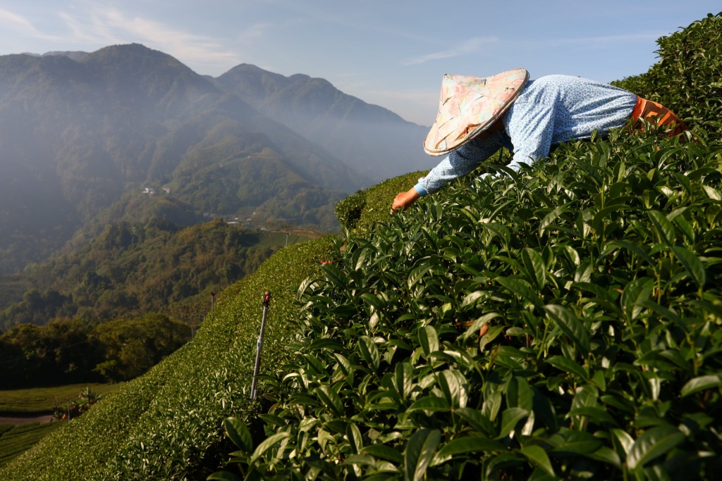 Taiwanese Gaba Oolong Тайваньский габа улун
