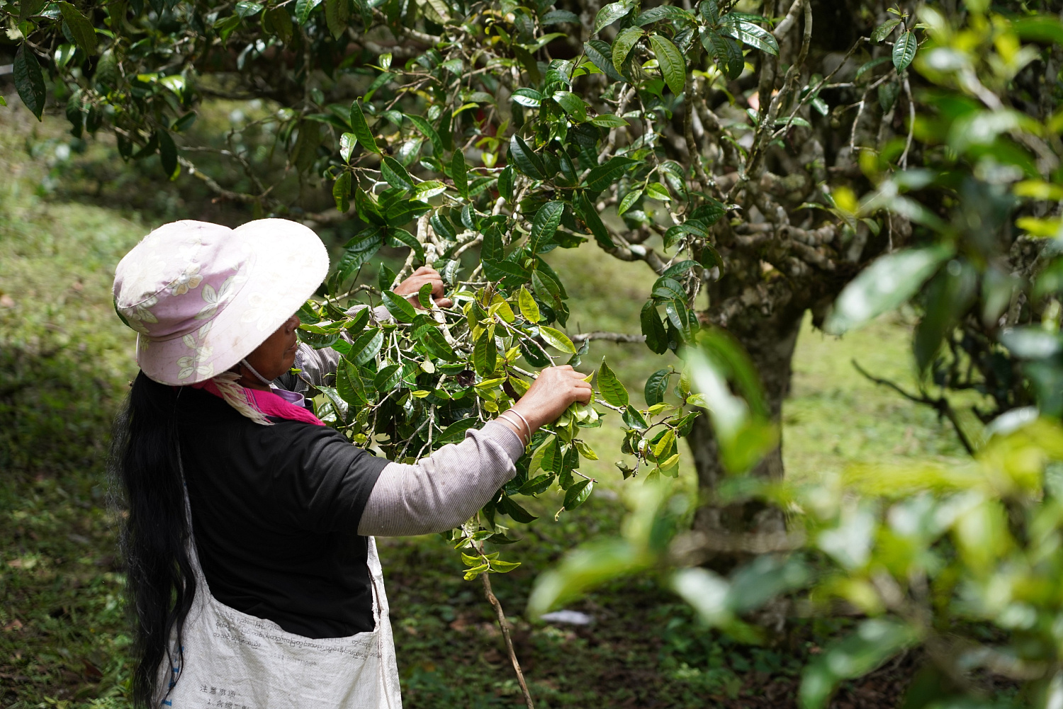 PU-ERH FROM TREES