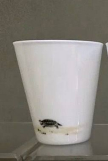 Пиала "Черепашка" | 茶杯. Price: ₽8,360 rub.