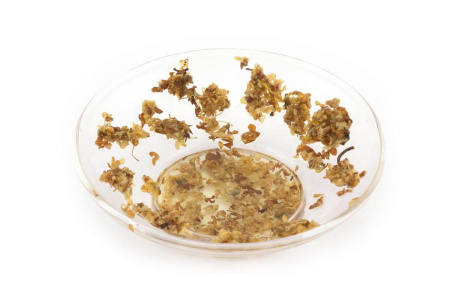 Fragrant osmanthus (guihua)|Flowers of plants