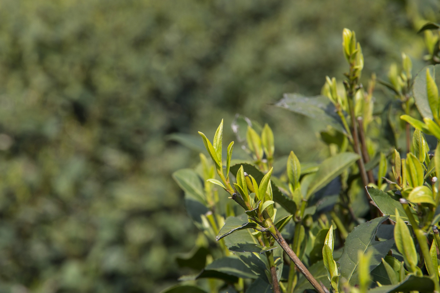 How to easily distinguish spring green tea