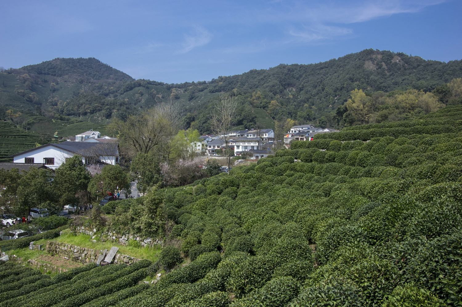 How to easily distinguish spring green tea