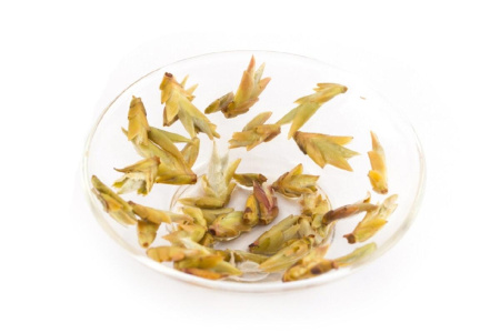 Buy, white tea Чае ябао 2019 г. (Чайные почки с пуэрных деревьев)
