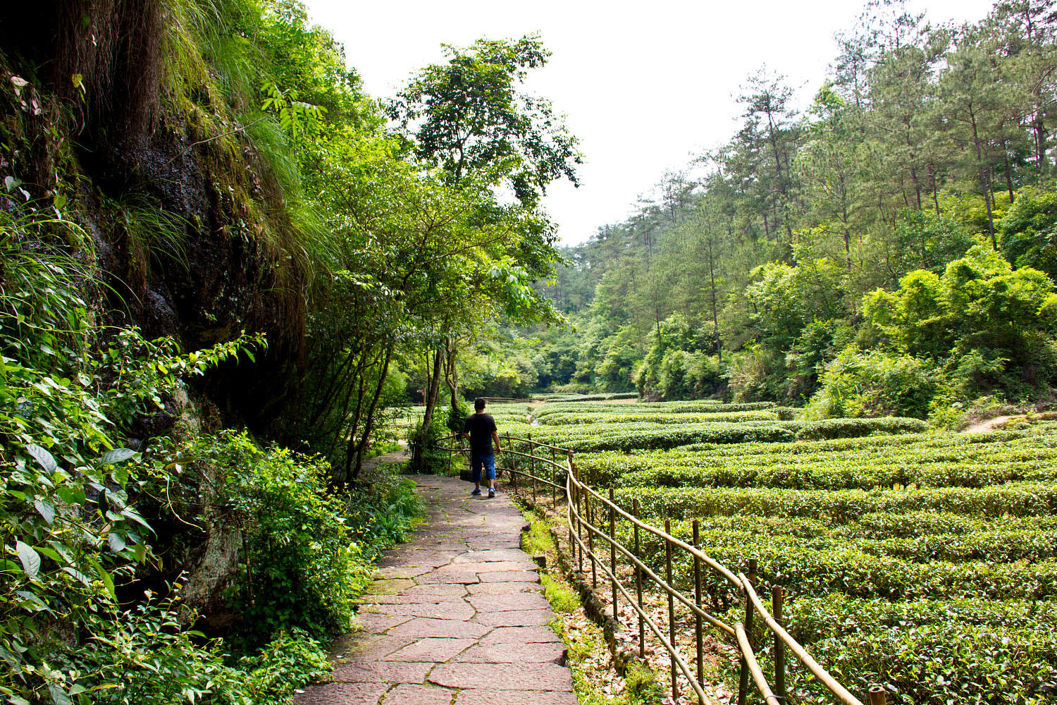 Tea region of the Wuyi Mountains
