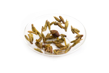 Loose Leaf Pu-erh Tea - Chae Ya Bao (Tea Buds from Pu-erh Trees), 