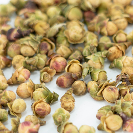 Purple tea tree buds|Flowers of plants