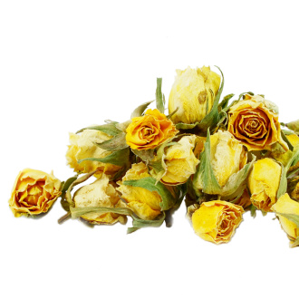 Buds of yellow Iranian rose|Flowers of plants