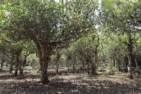 Pressed Rip Pu-erh Tea - Шу Пуэр 2012 г. "803" завода "Тулинь" гнездо 100 г, 